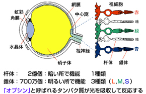 eye_model